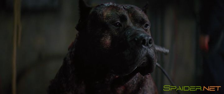 Цепной пёс / Bullet Head (2017) BDRip | Лицензия 5 Цепной пёс / Bullet Head (2017) BDRip | Лицензия 5